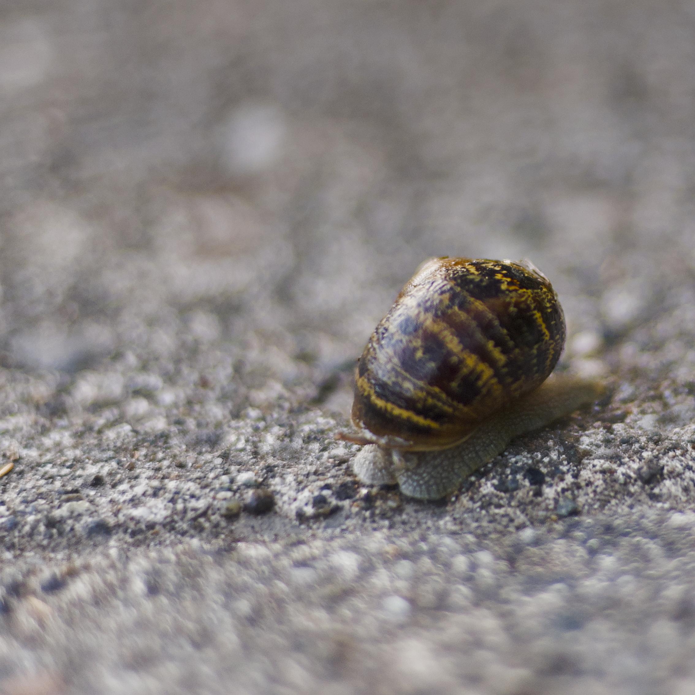 macro shot of a snail in 3/4 profile on a concrete sidewalk. The shell resembles tortoise shell, black with horizontal mustard yellow streaks